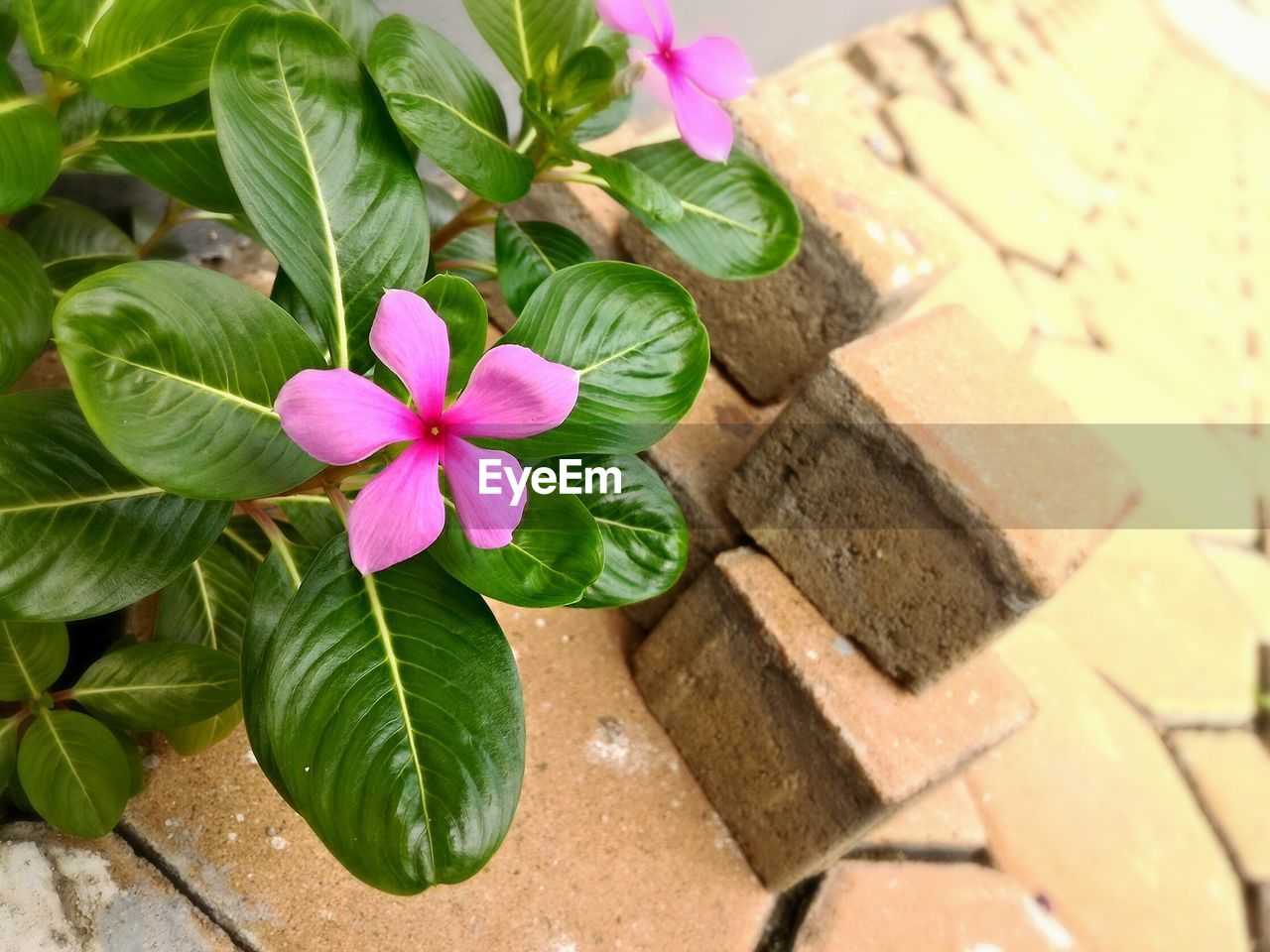 Close-up of fresh pink periwinkle blooming in bark yard