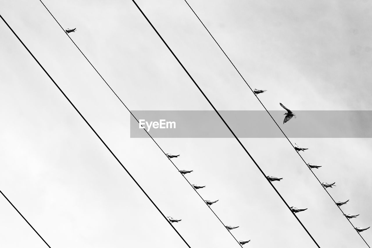 LOW ANGLE VIEW OF BIRDS FLYING AGAINST SKY