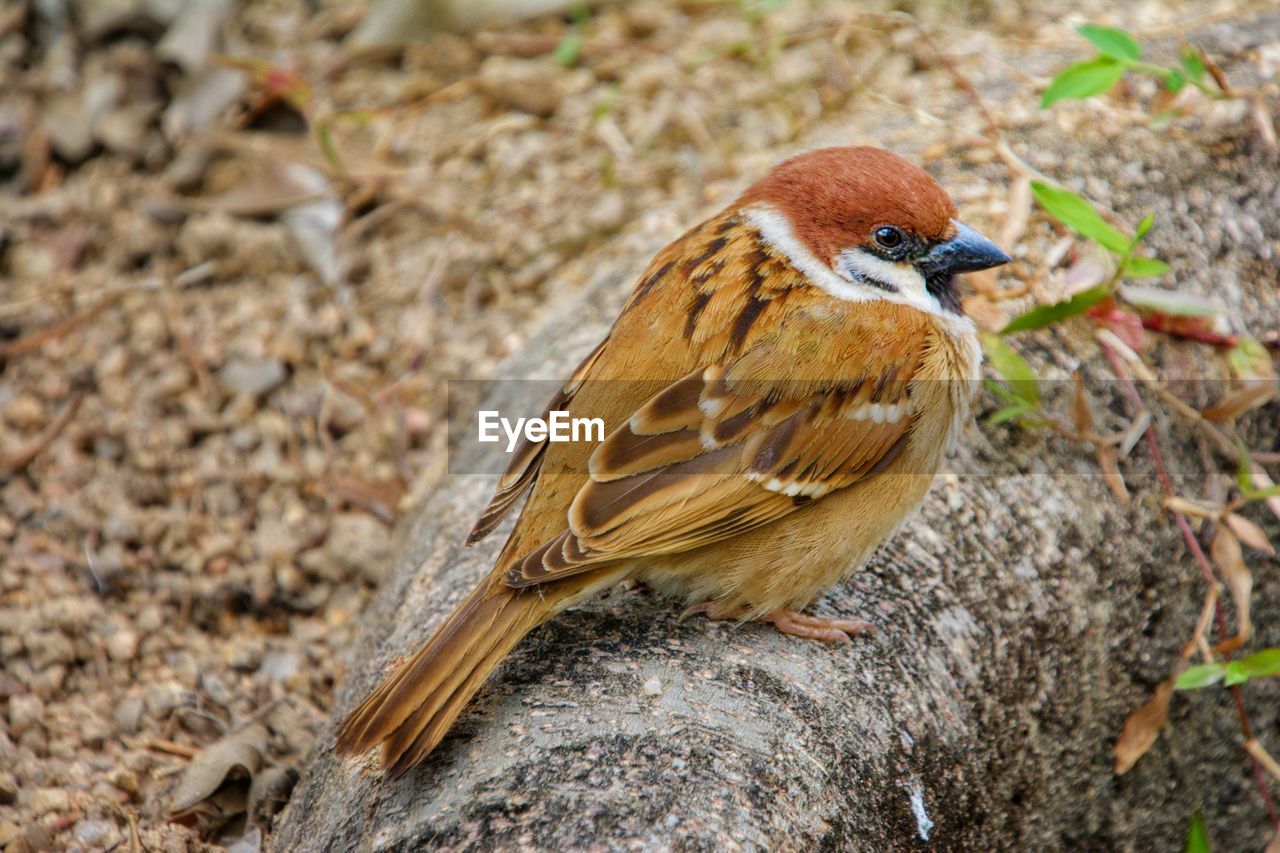 CLOSE-UP OF SPARROW PERCHING ON LAND