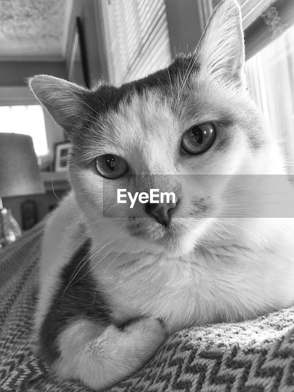 Close-up portrait of cat looking at camera