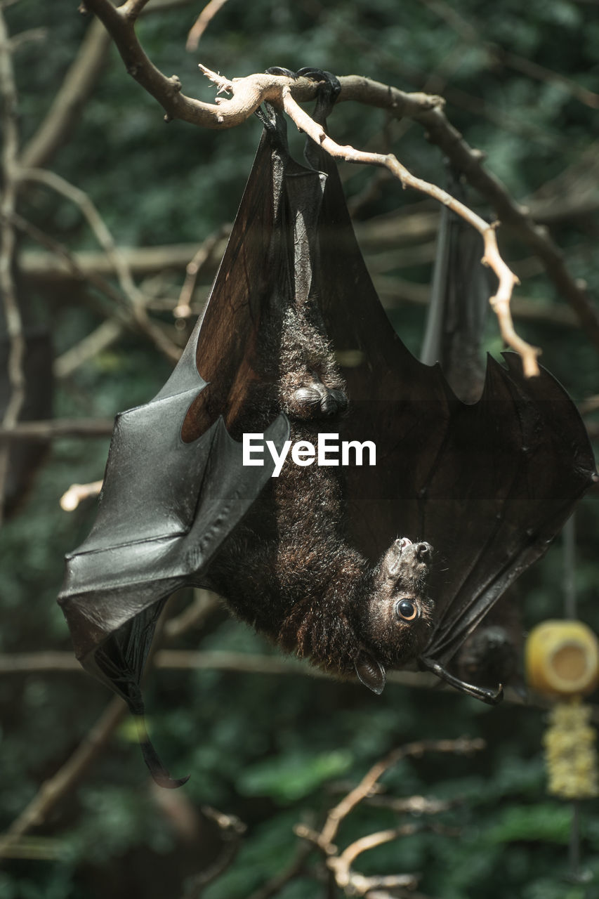 Close-up of bat on tree