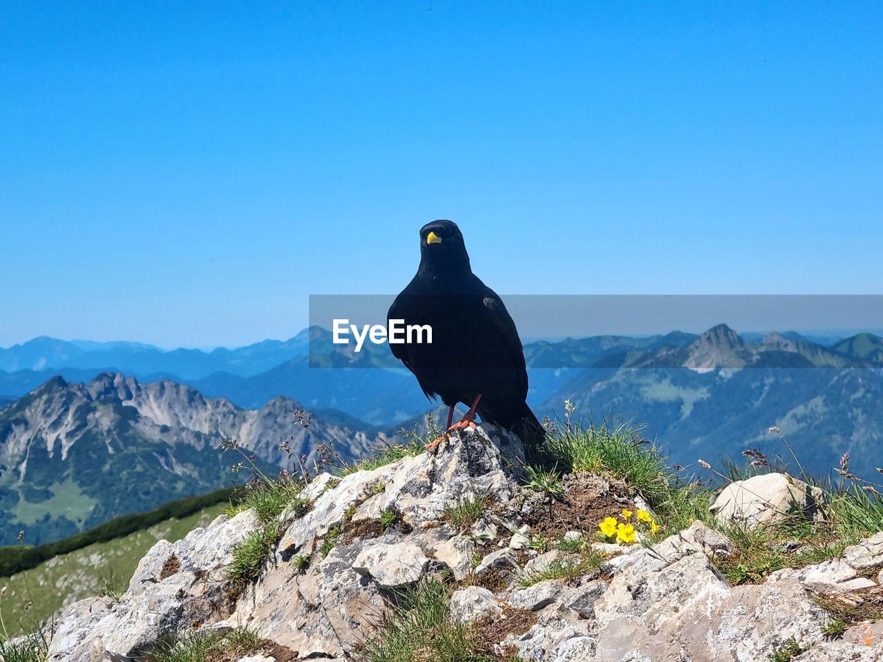 Bird on mountain top