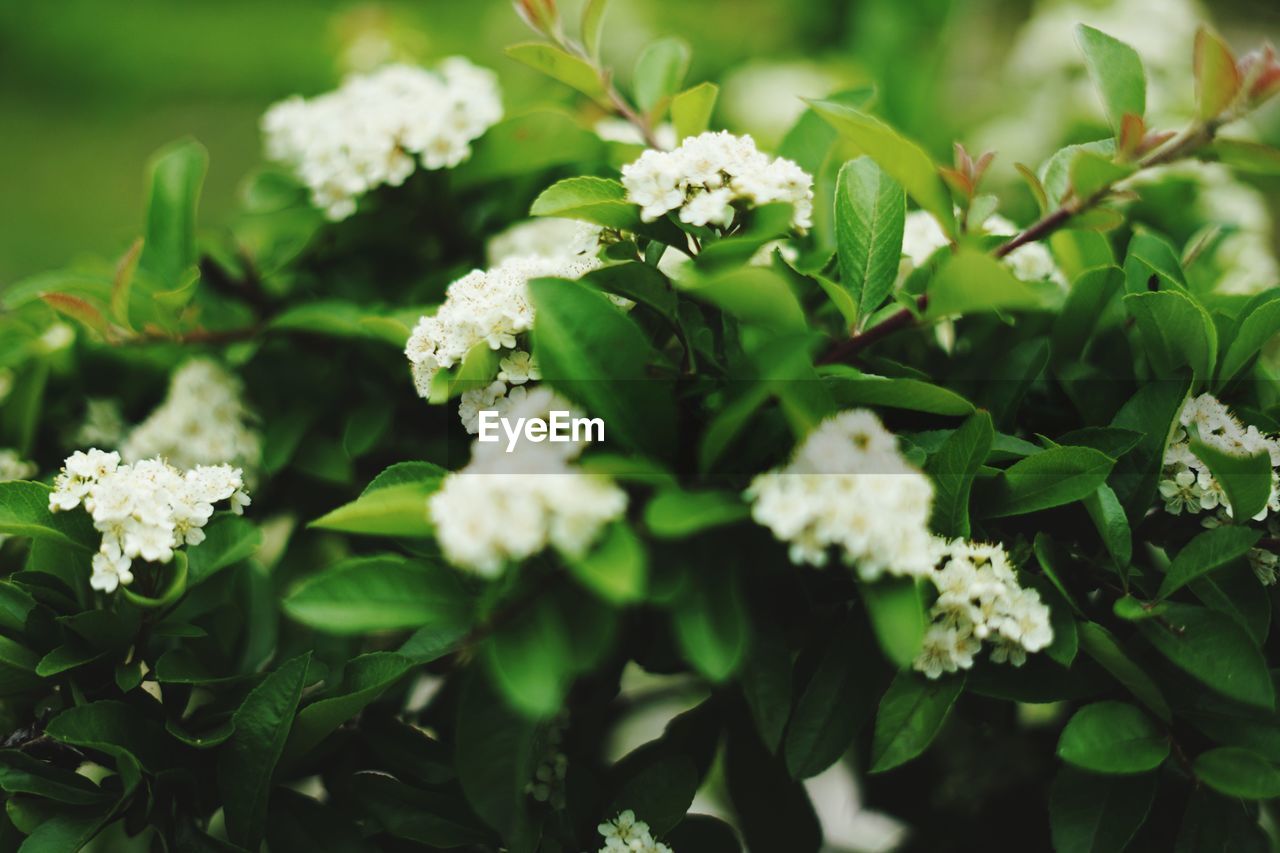 Close-up of white flowering plants