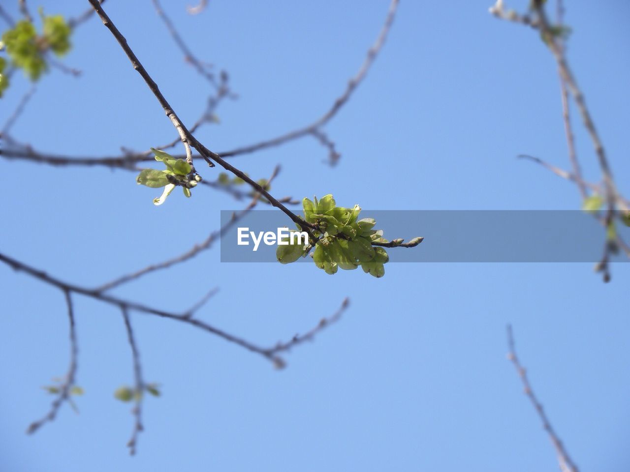 CLOSE-UP OF FLOWERS ON TREE BRANCH