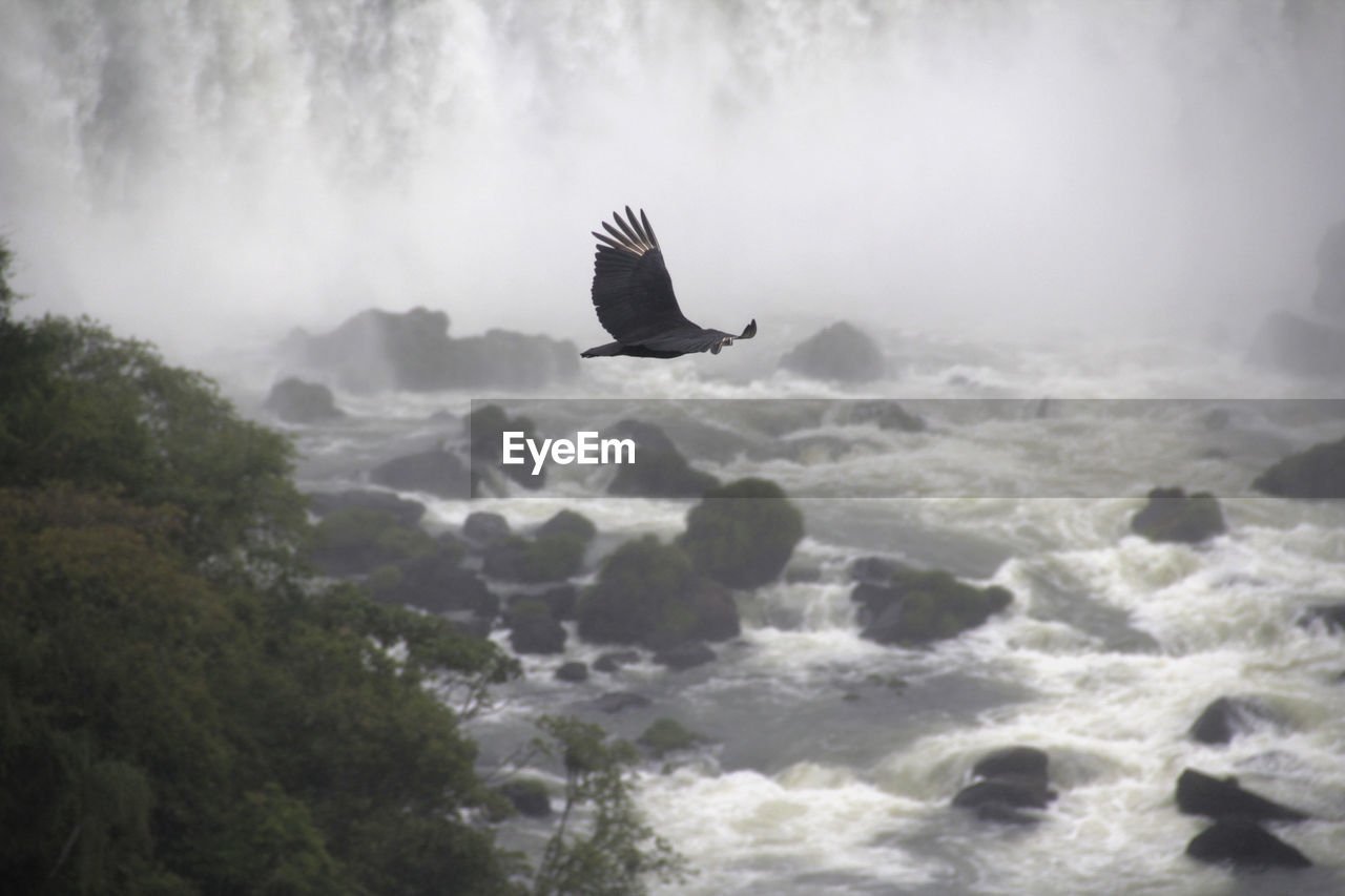 Bird flying over a fall