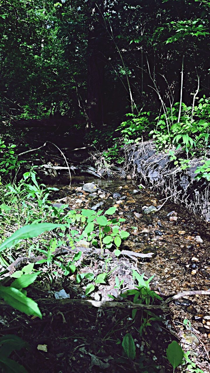 PLANTS IN FOREST