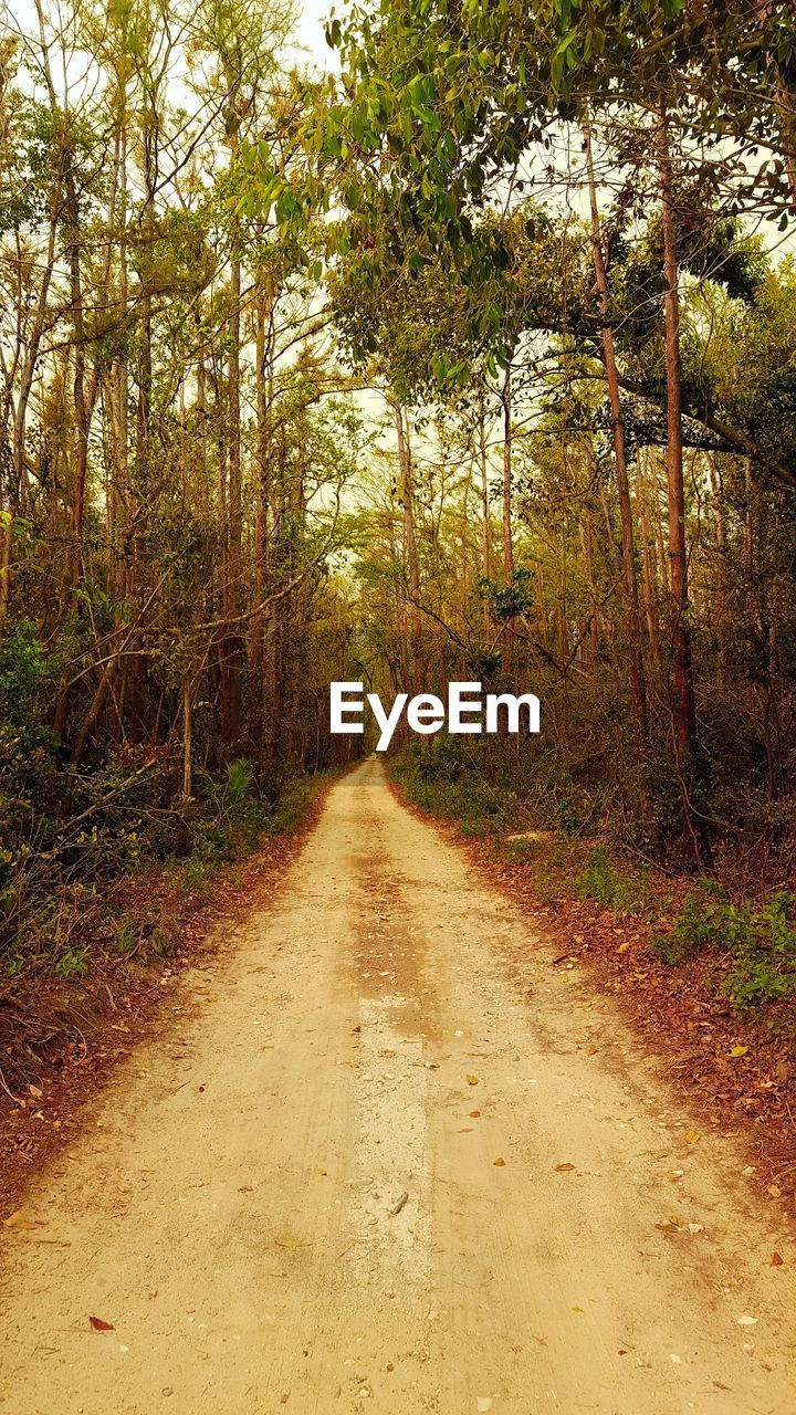 ROAD PASSING THROUGH FOREST