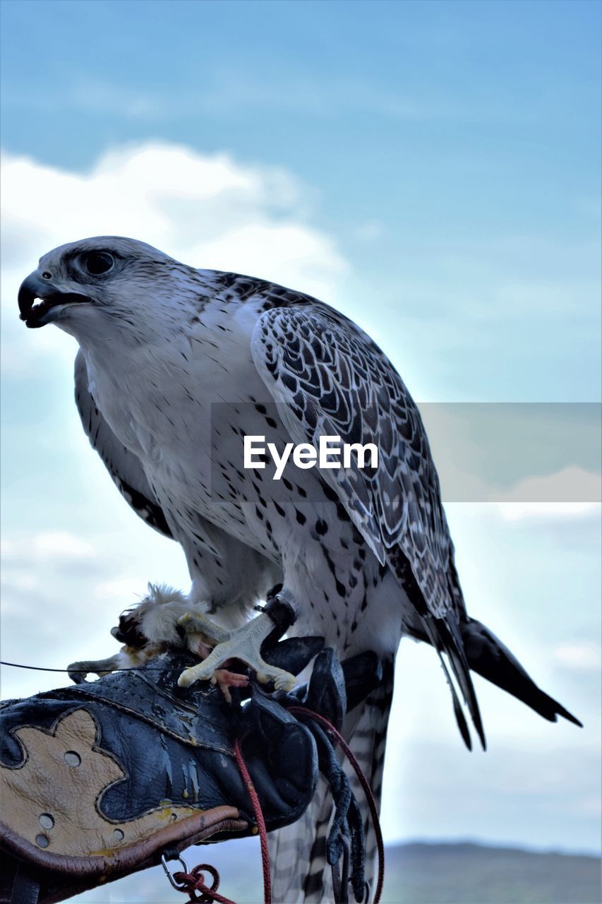 LOW ANGLE VIEW OF EAGLE PERCHING ON A BRANCH