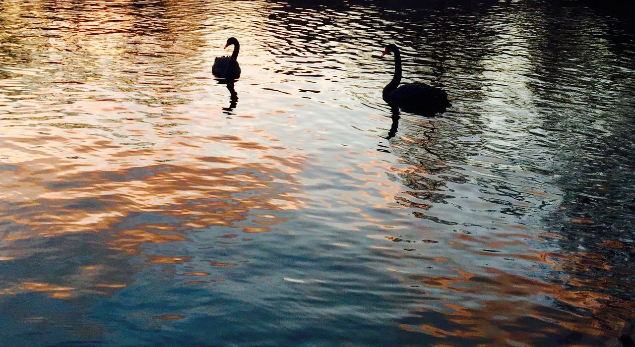Silhouette birds in rippled water