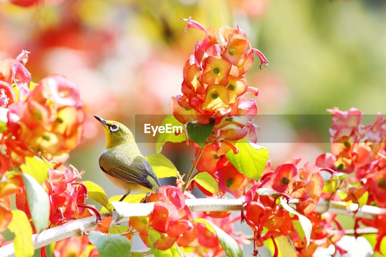 CLOSE-UP OF BIRD PERCHING ON BRANCH