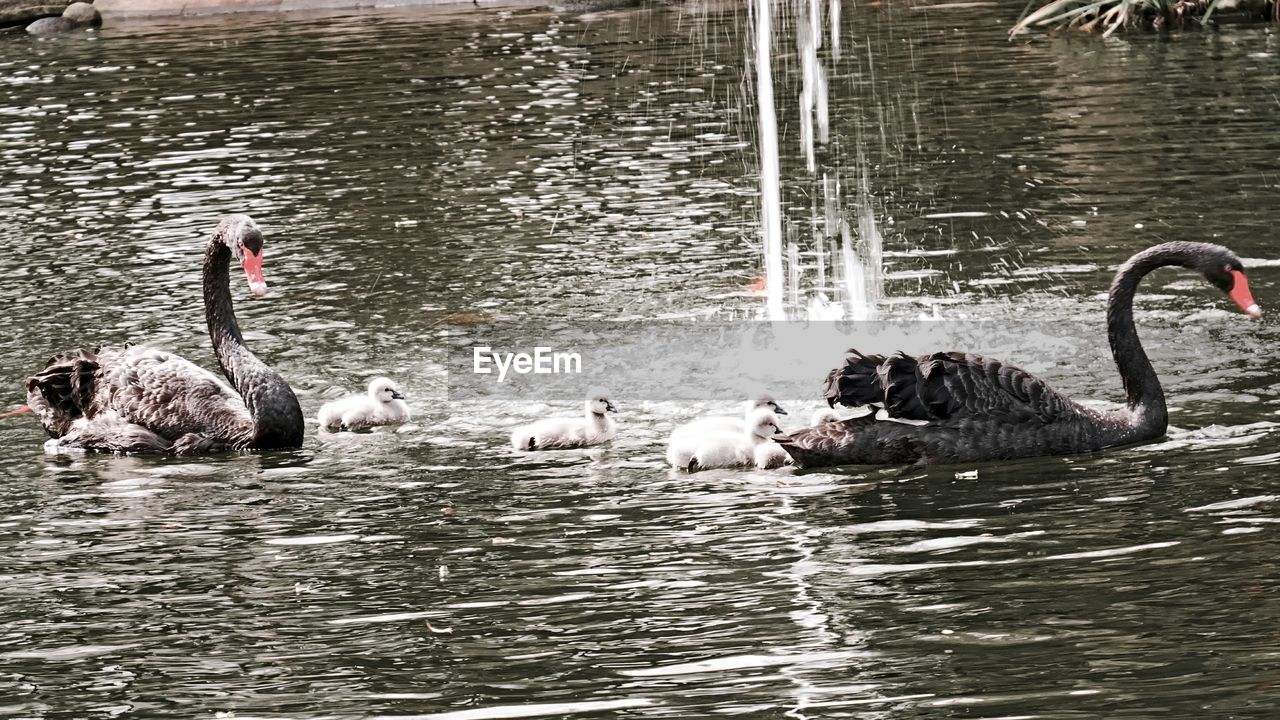 SWANS SWIMMING ON LAKE