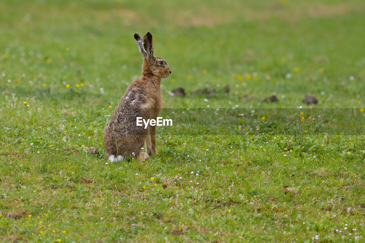 Hare on grassy field