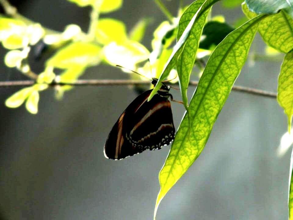 CLOSE-UP OF BUTTERFLY PERCHING ON LEAF