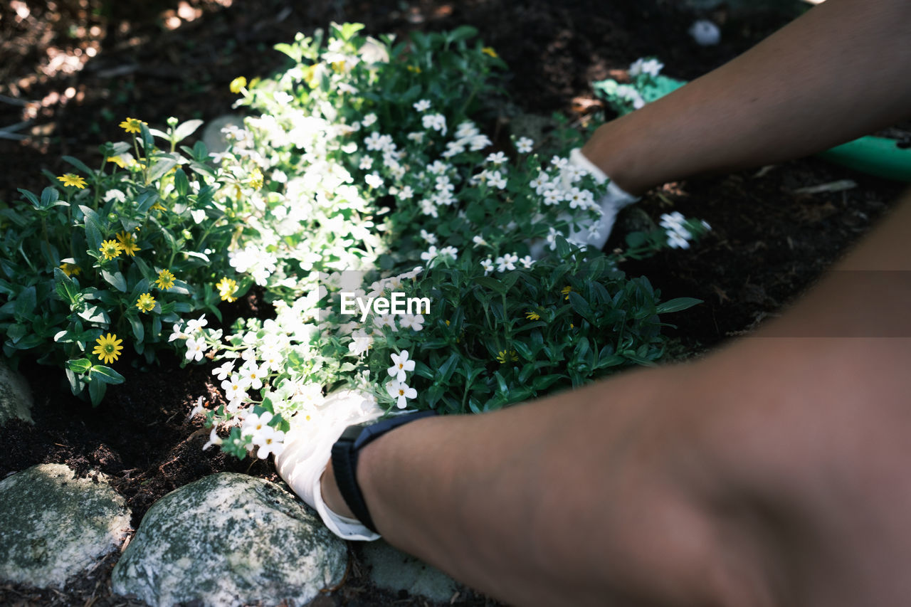 Human hand with white protection gloves while gardening