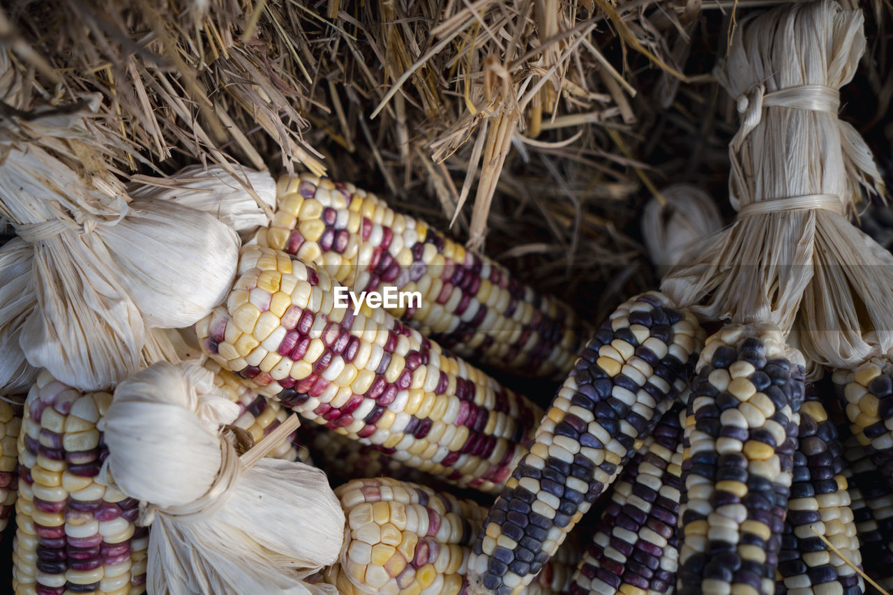 Harvesting season with dry fancy corn seed