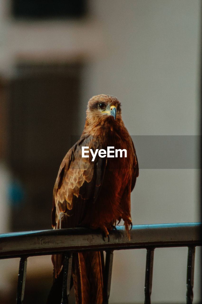 Close-up of bird perching on railing