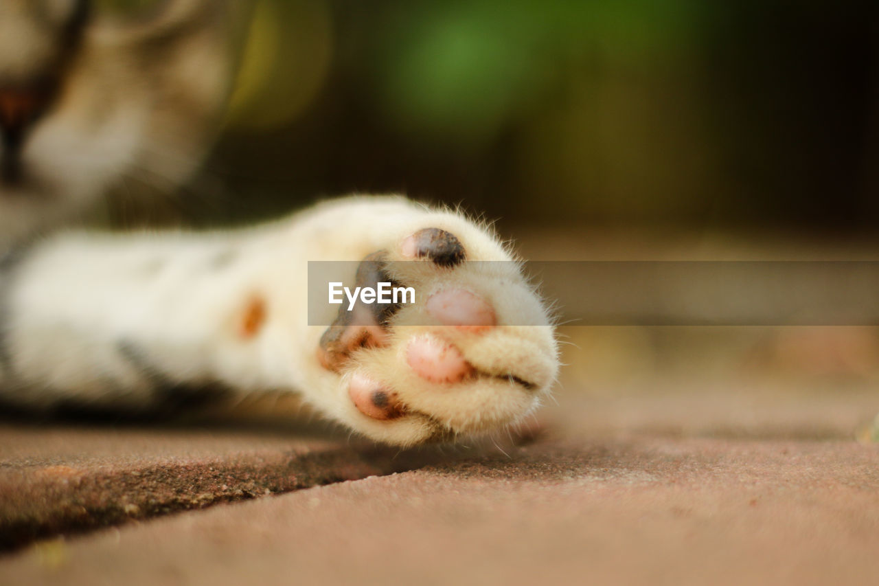 Close-up of a cat