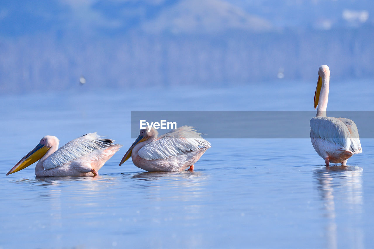 FLOCK OF SWANS IN LAKE