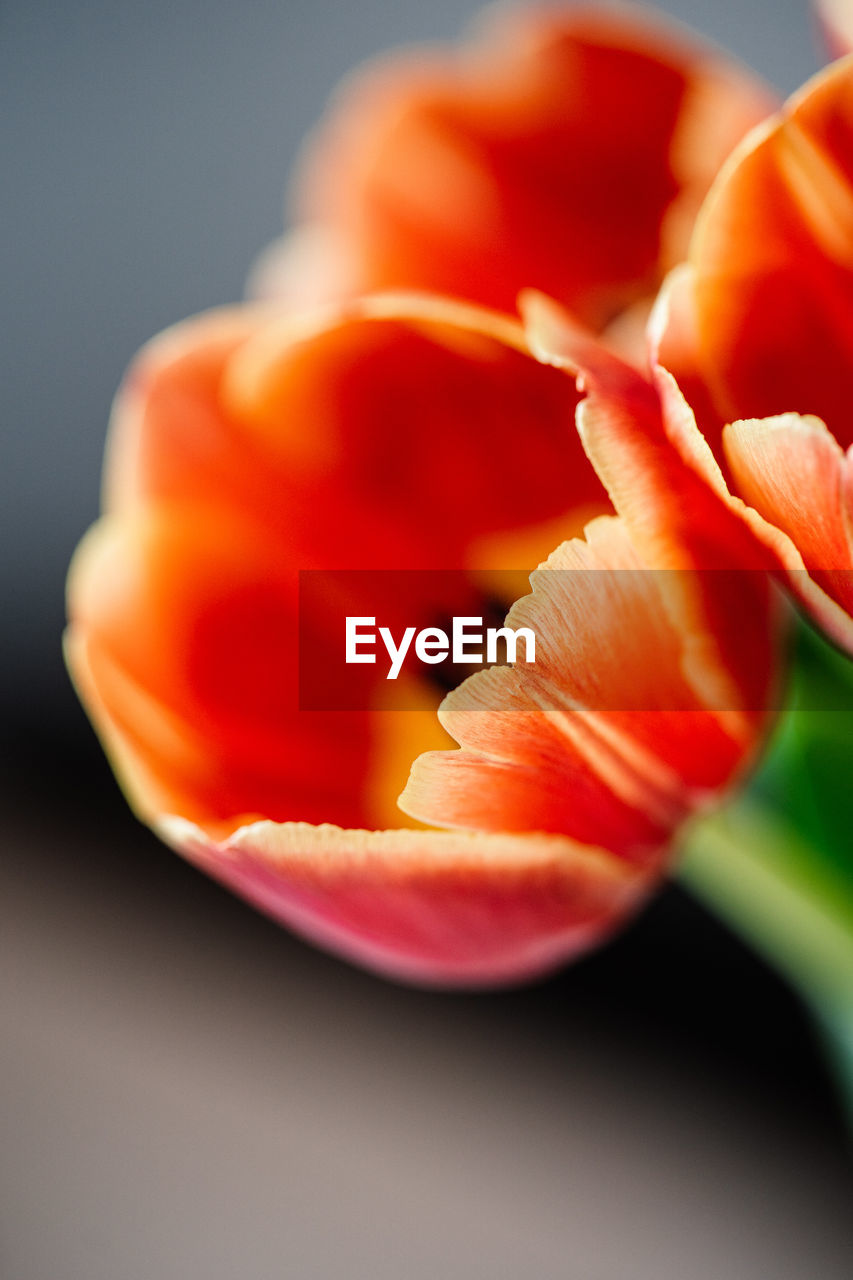 flower, close-up, freshness, macro photography, plant, red, flowering plant, petal, yellow, beauty in nature, no people, food, orange color, nature, studio shot, tulip, food and drink, orange, flower head, selective focus, healthy eating, indoors, inflorescence, fragility, fruit, wellbeing