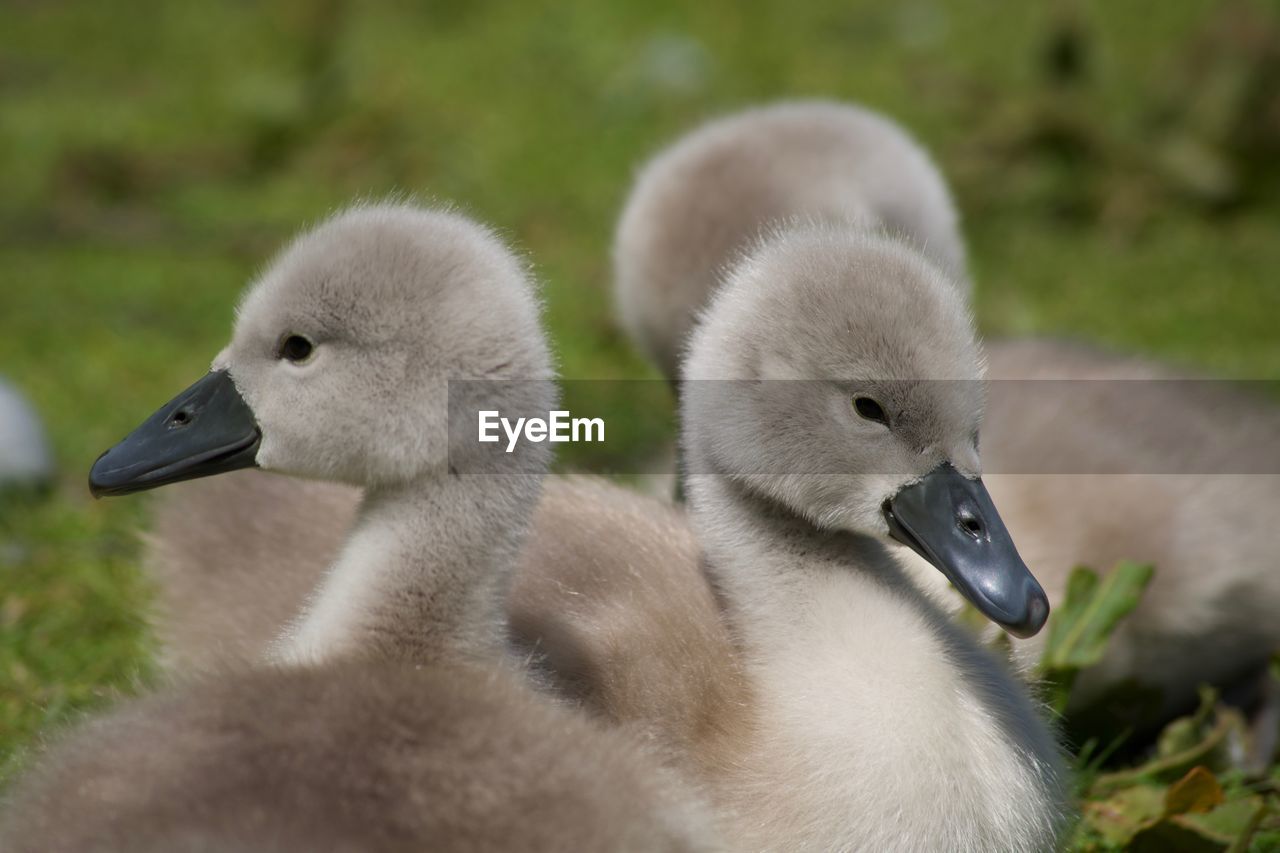 CLOSE-UP OF TWO DUCKS IN A ZOO