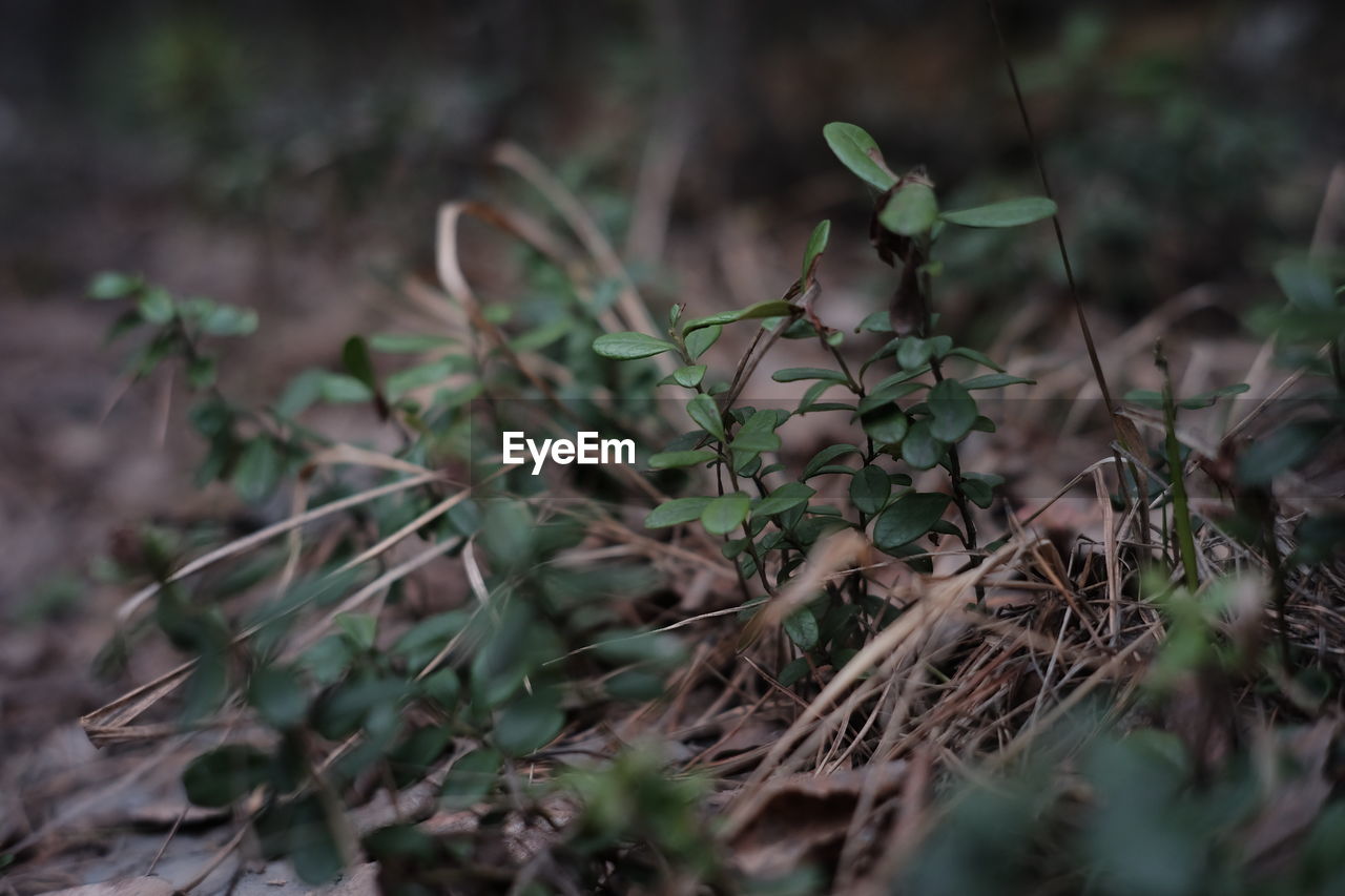 CLOSE-UP OF FRESH GREEN PLANT IN FIELD