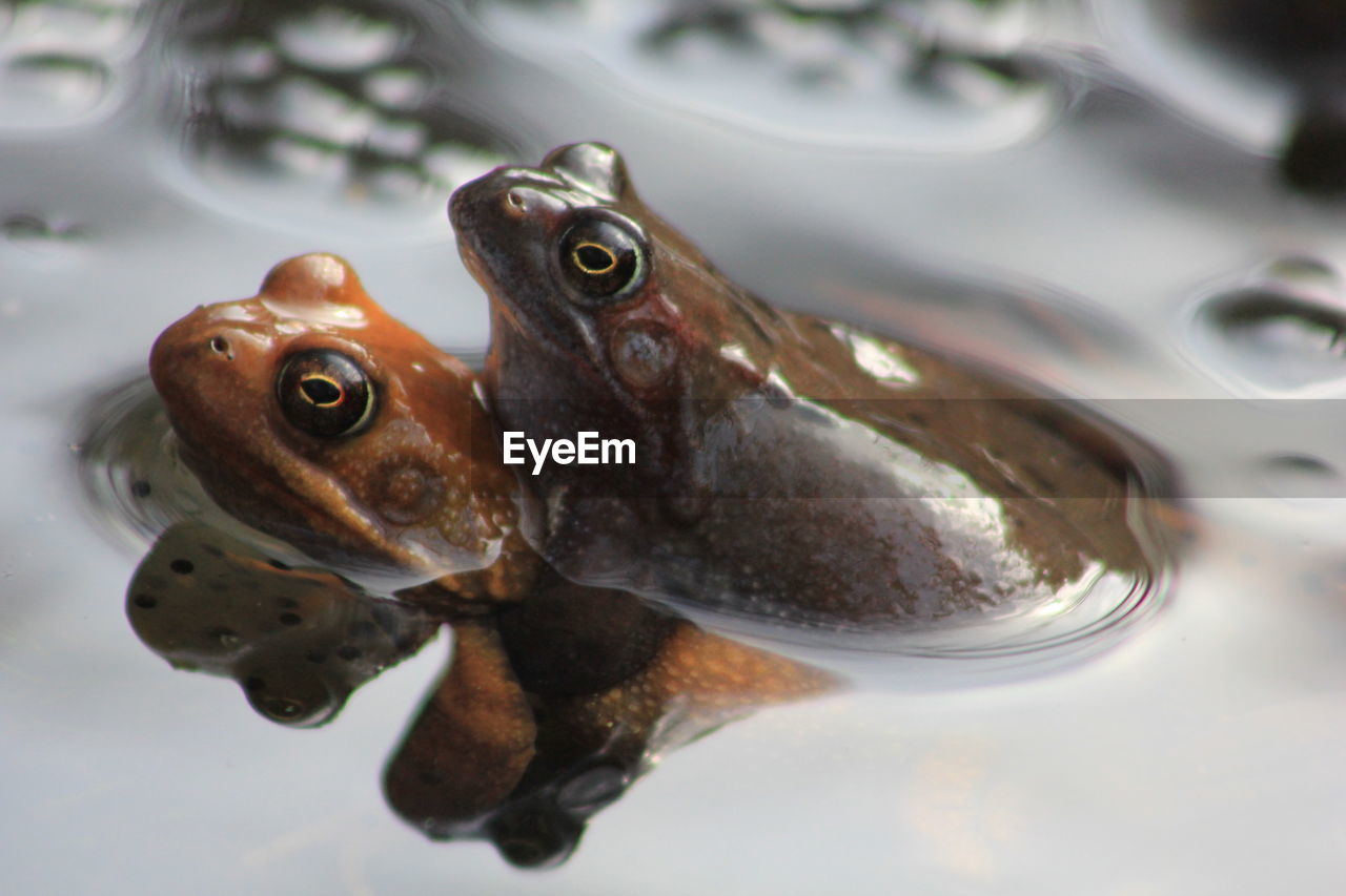 Close-up of frogs mating in pond