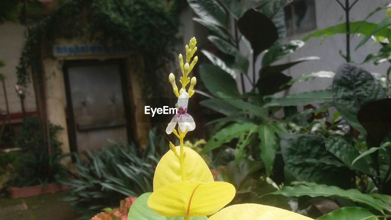 CLOSE-UP OF FLOWER PLANT