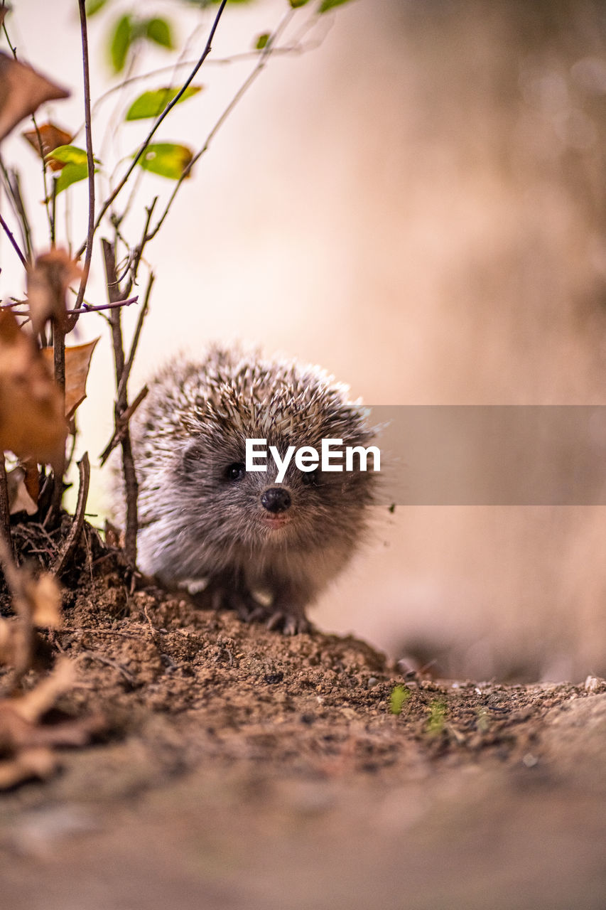 Cute hedgehog, autumn - fall colors