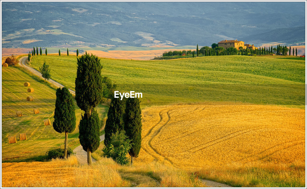 Scenic view of wheat field against sky