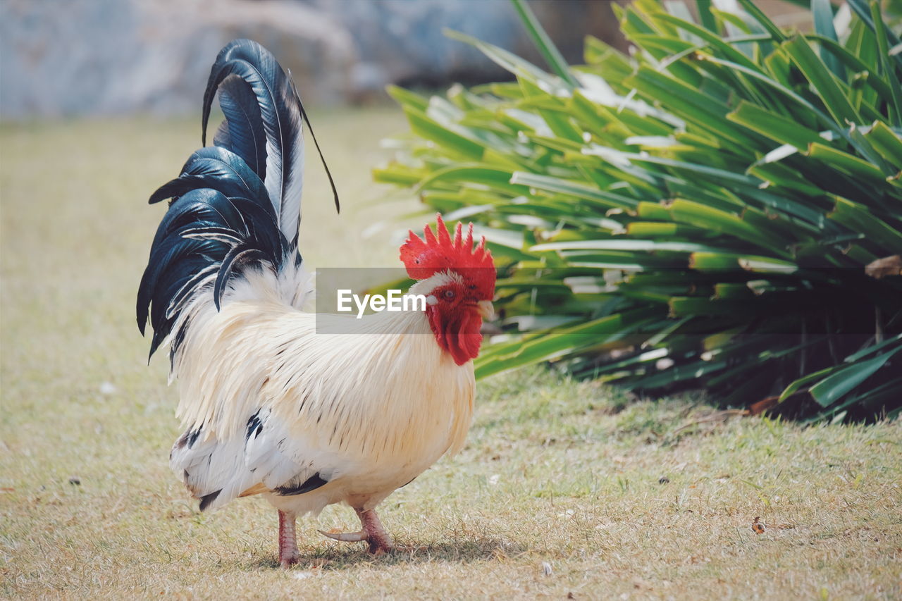ROOSTER IN A FIELD