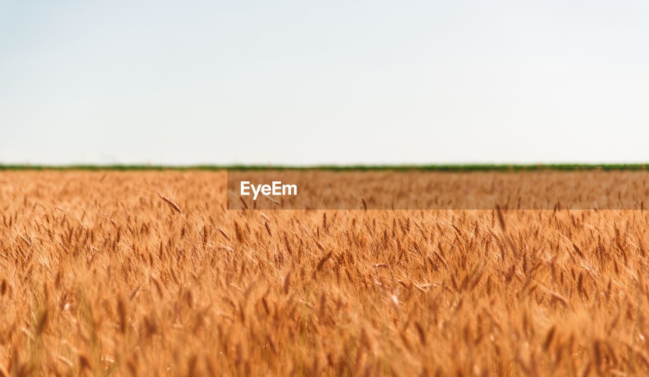 Wheat field against clear sky