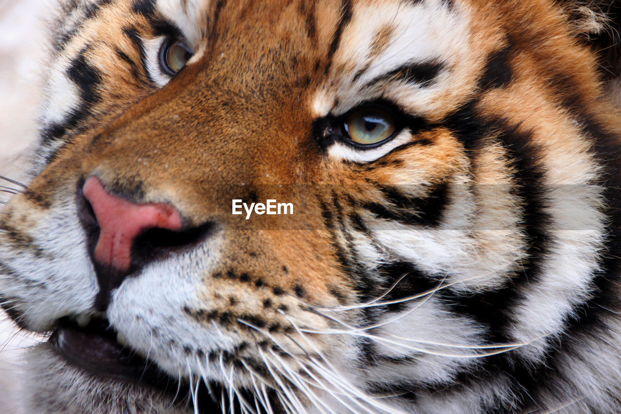 Extreme close-up of tiger