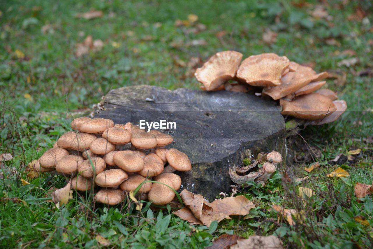 Brown mushrooms growing by tree stump on field