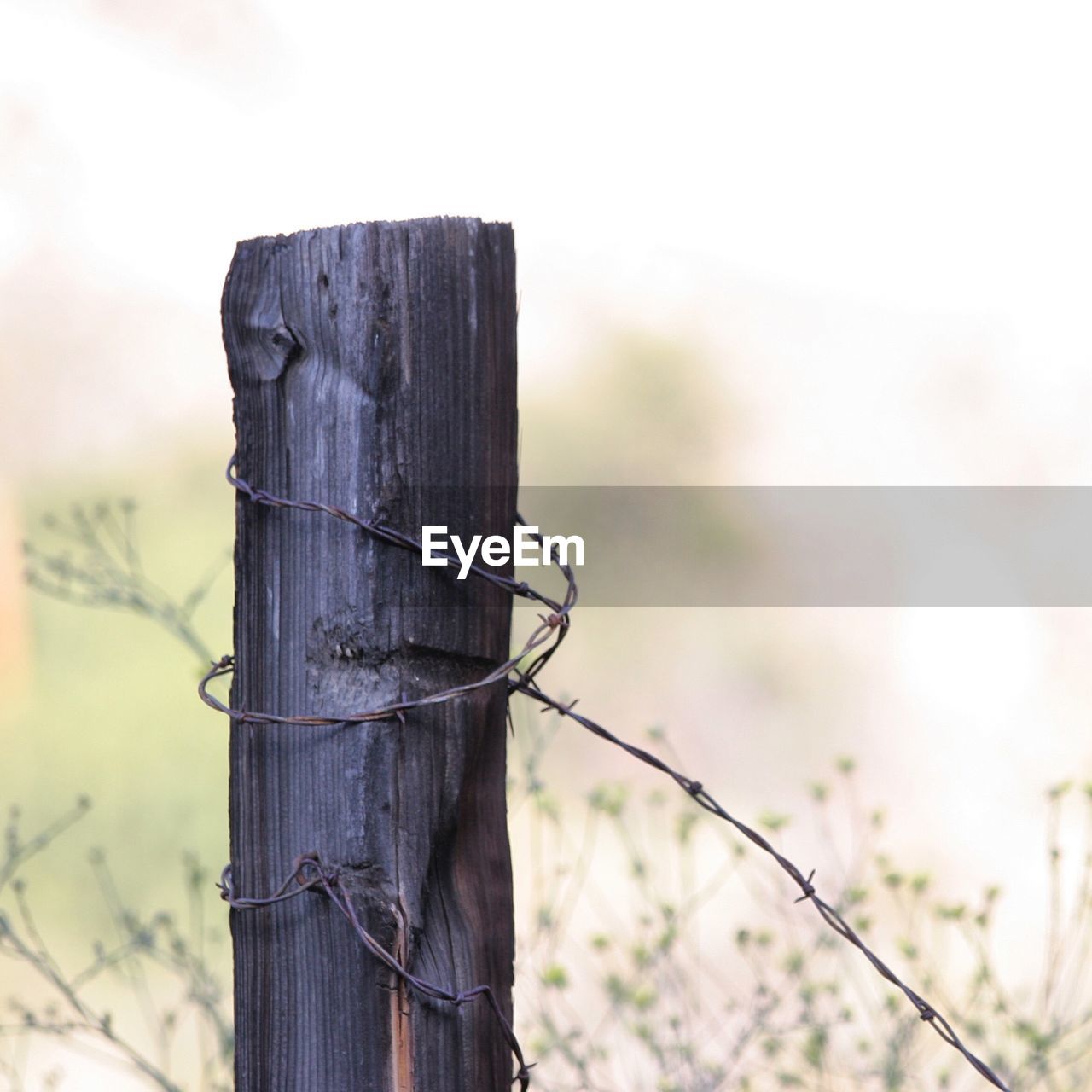 Bared wire on wooden post