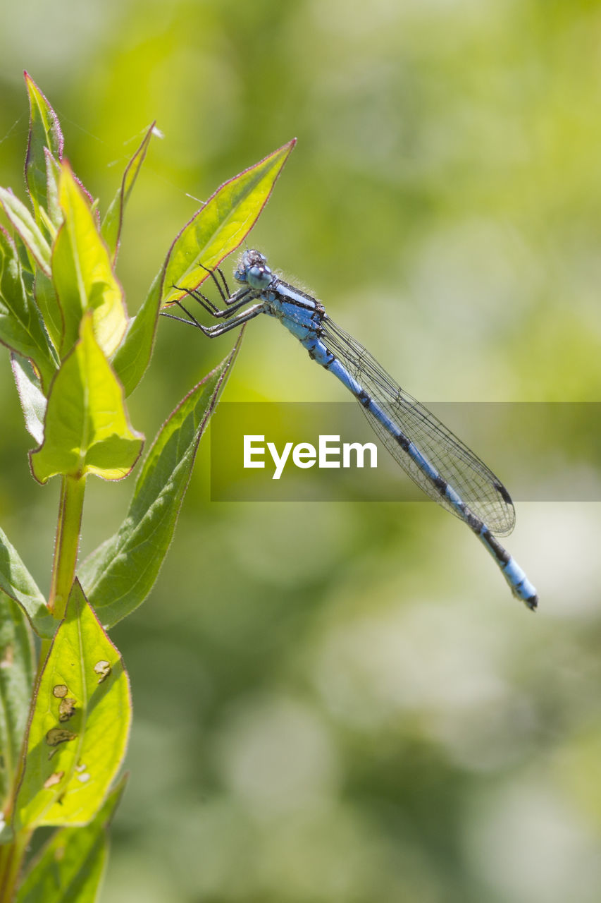 dragonflies and damseflies, green, insect, dragonfly, animal themes, animal, animal wildlife, yellow, nature, plant, close-up, macro photography, focus on foreground, one animal, wildlife, plant part, animal wing, leaf, beauty in nature, plant stem, no people, outdoors, day, animal body part, environment, macro, branch