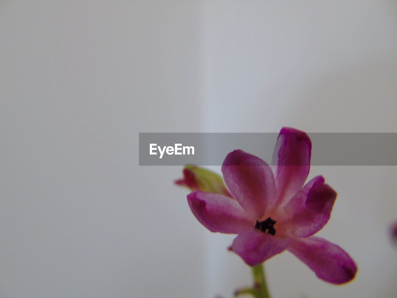 CLOSE-UP OF FLOWERS BLOOMING