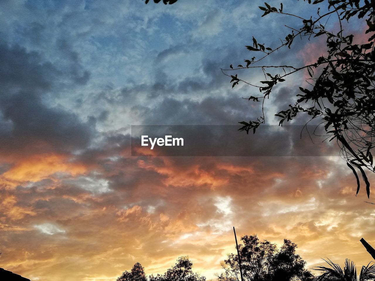 LOW ANGLE VIEW OF SILHOUETTE TREE AGAINST DRAMATIC SKY