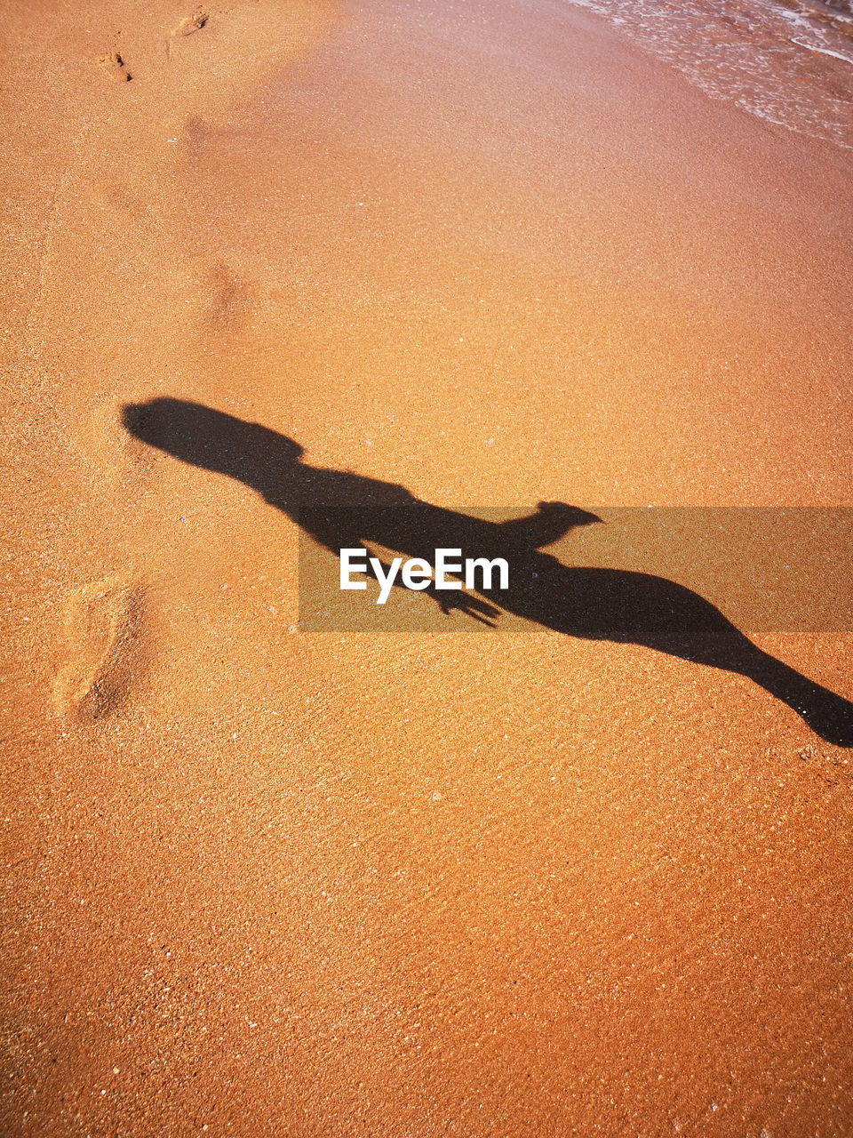 SHADOW OF TREE ON SAND