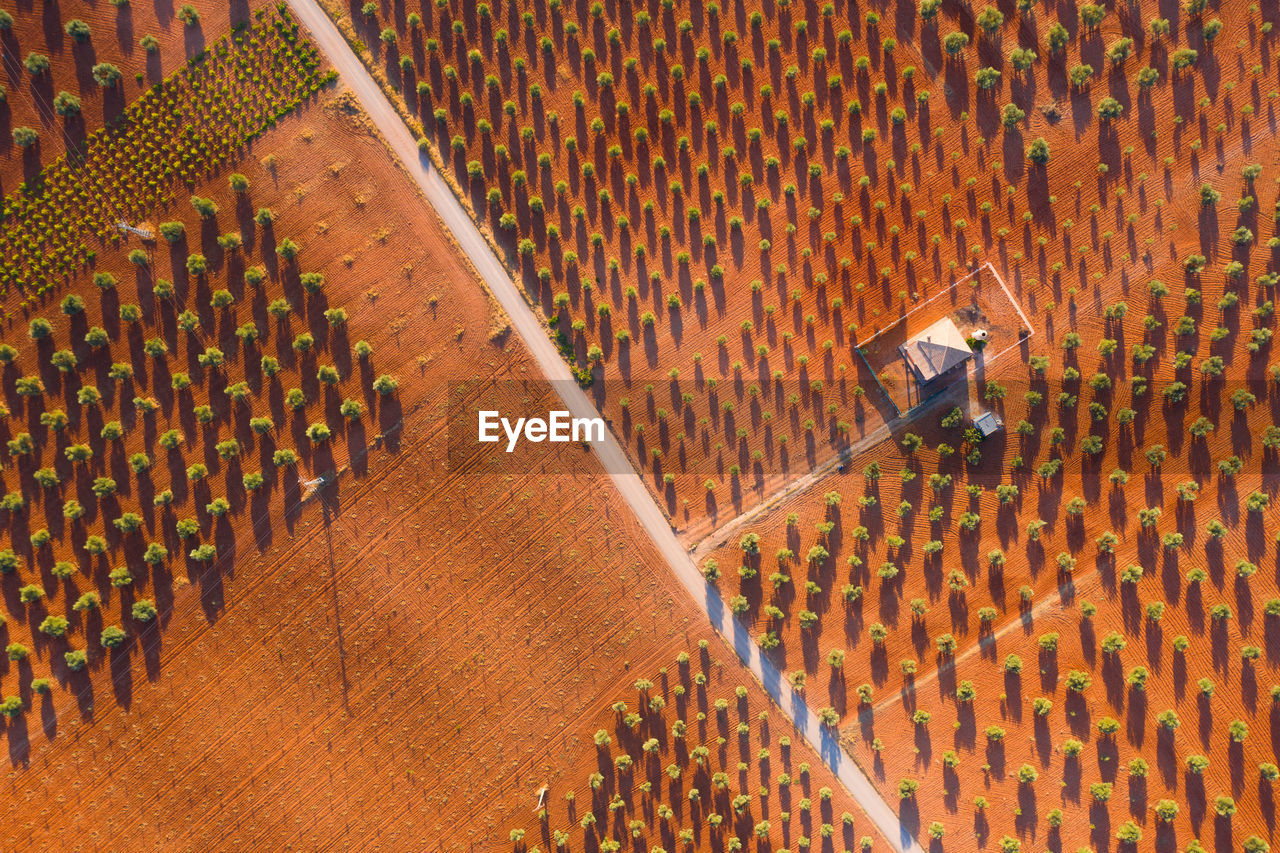 Drone view rows of green plants growing on fertile ground on farm with building on sunny summer day in countryside