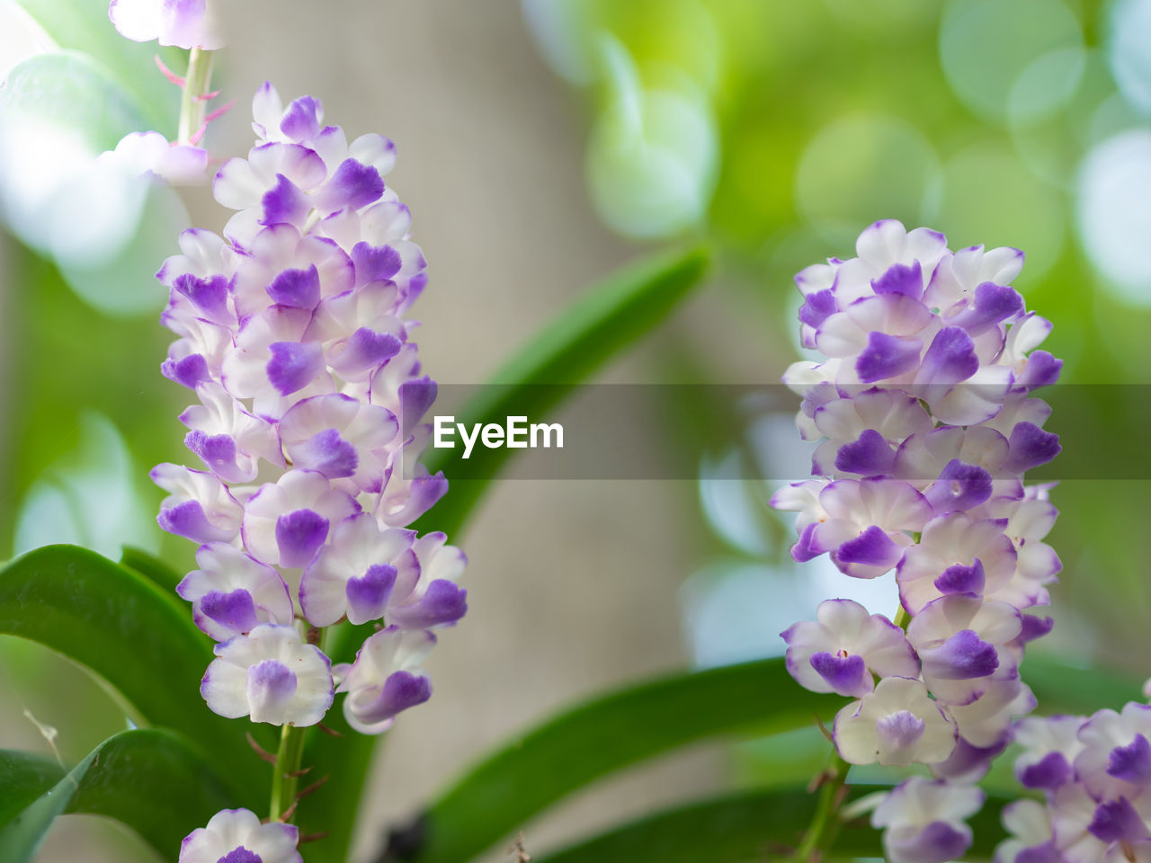 CLOSE-UP OF PURPLE FLOWER