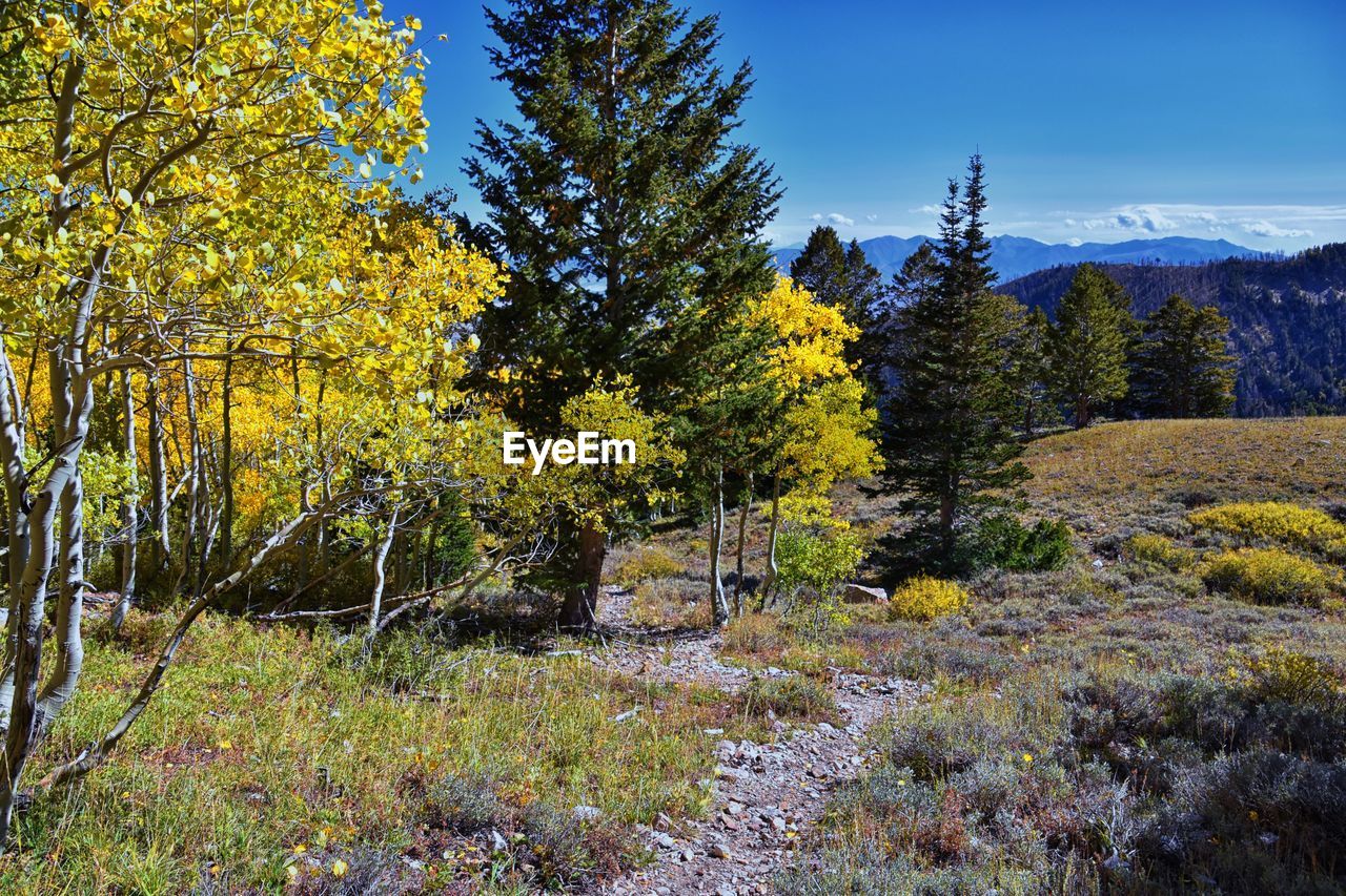plant, tree, autumn, beauty in nature, nature, landscape, scenics - nature, sky, land, leaf, wilderness, woodland, environment, tranquility, no people, growth, tranquil scene, coniferous tree, pinaceae, yellow, forest, pine tree, non-urban scene, flower, mountain, meadow, pine woodland, day, outdoors, sunlight, field, blue, idyllic, grass, green, travel destinations, ridge, travel
