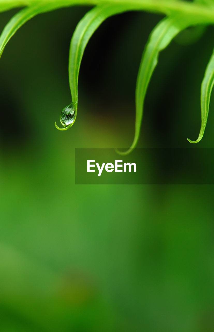 Exotic green tropical ferns with shallow depth of field