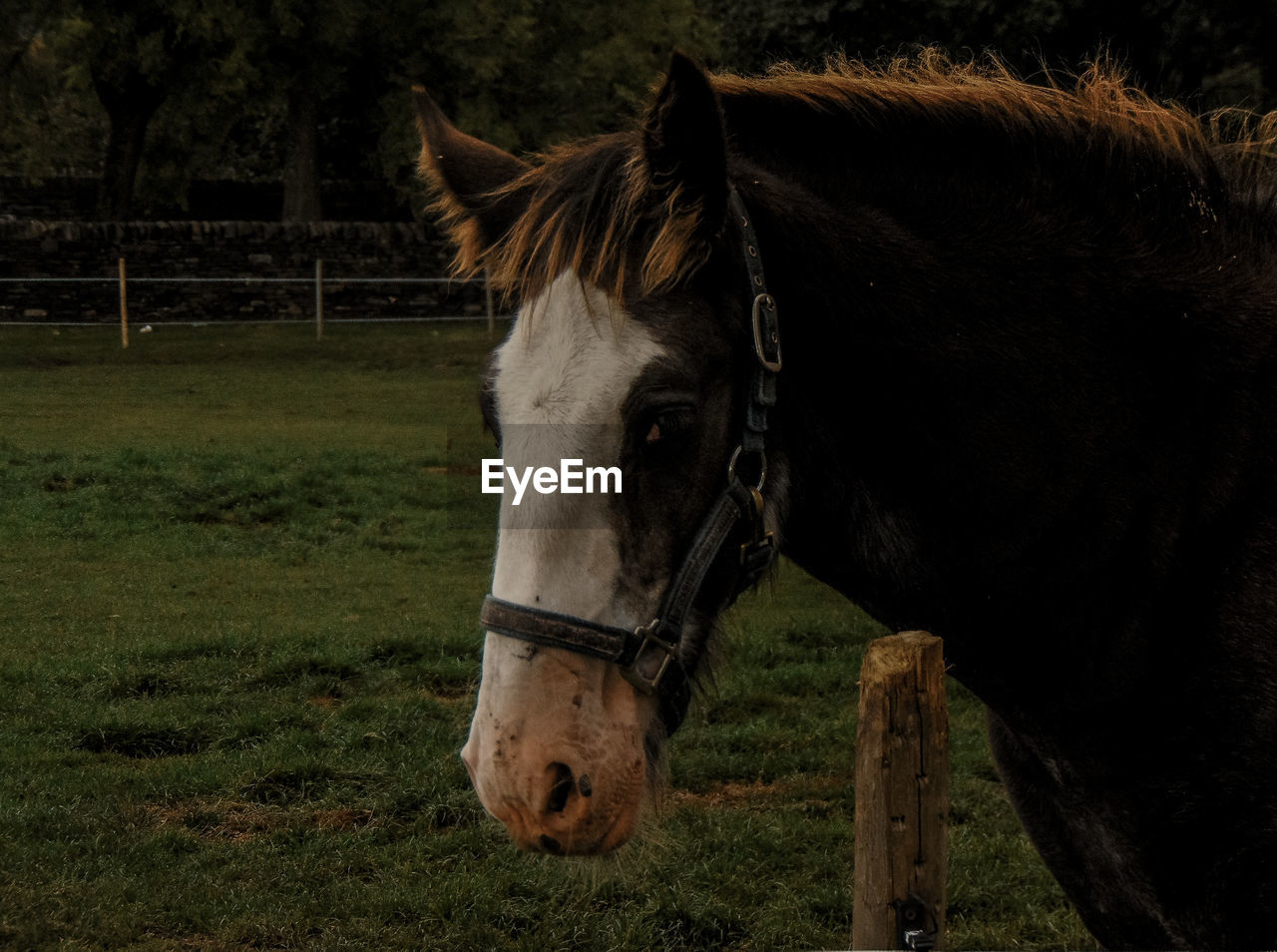 horse, animal, animal themes, mammal, domestic animals, livestock, pet, animal wildlife, one animal, mane, stallion, field, plant, grass, mare, land, working animal, nature, halter, no people, herbivorous, pasture, agriculture, mustang horse, farm, animal body part, animal head, bridle, outdoors, tree, day, brown, landscape, ranch, standing, fence