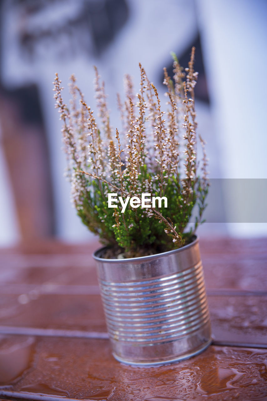 CLOSE-UP OF POTTED PLANTS IN POT