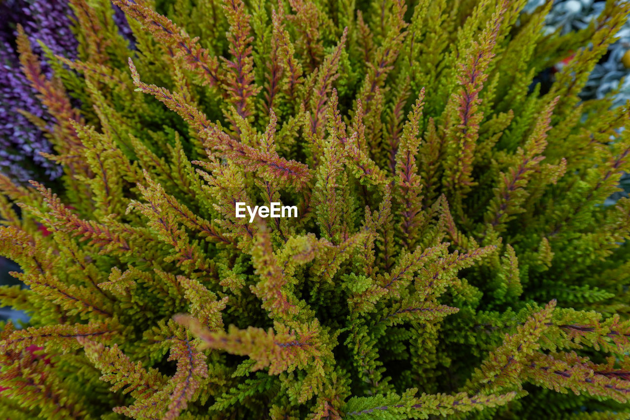 Close-up of plants