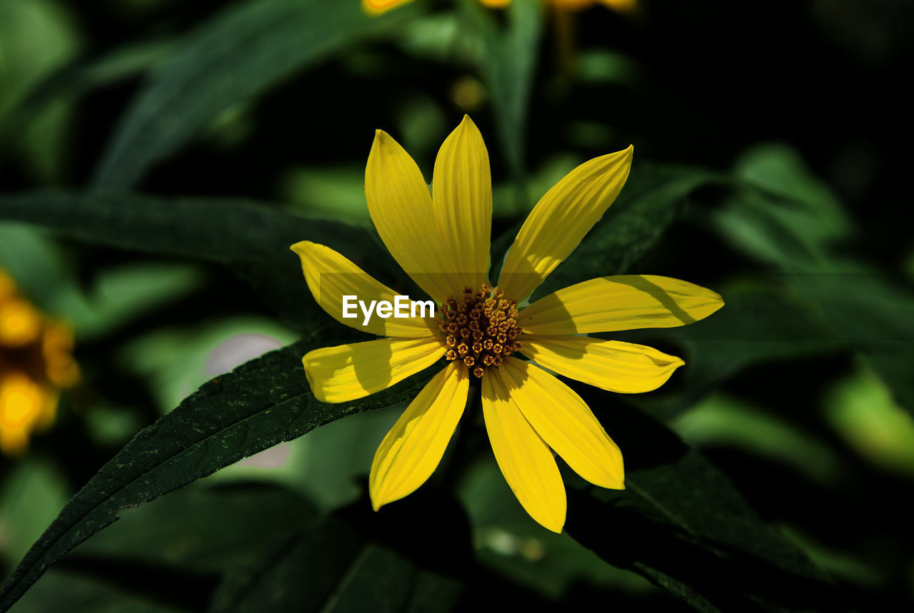 flowering plant, yellow, flower, plant, nature, beauty in nature, freshness, macro photography, flower head, close-up, growth, petal, fragility, green, inflorescence, no people, leaf, focus on foreground, wildflower, pollen, outdoors, plant part, botany, sunlight, animal wildlife