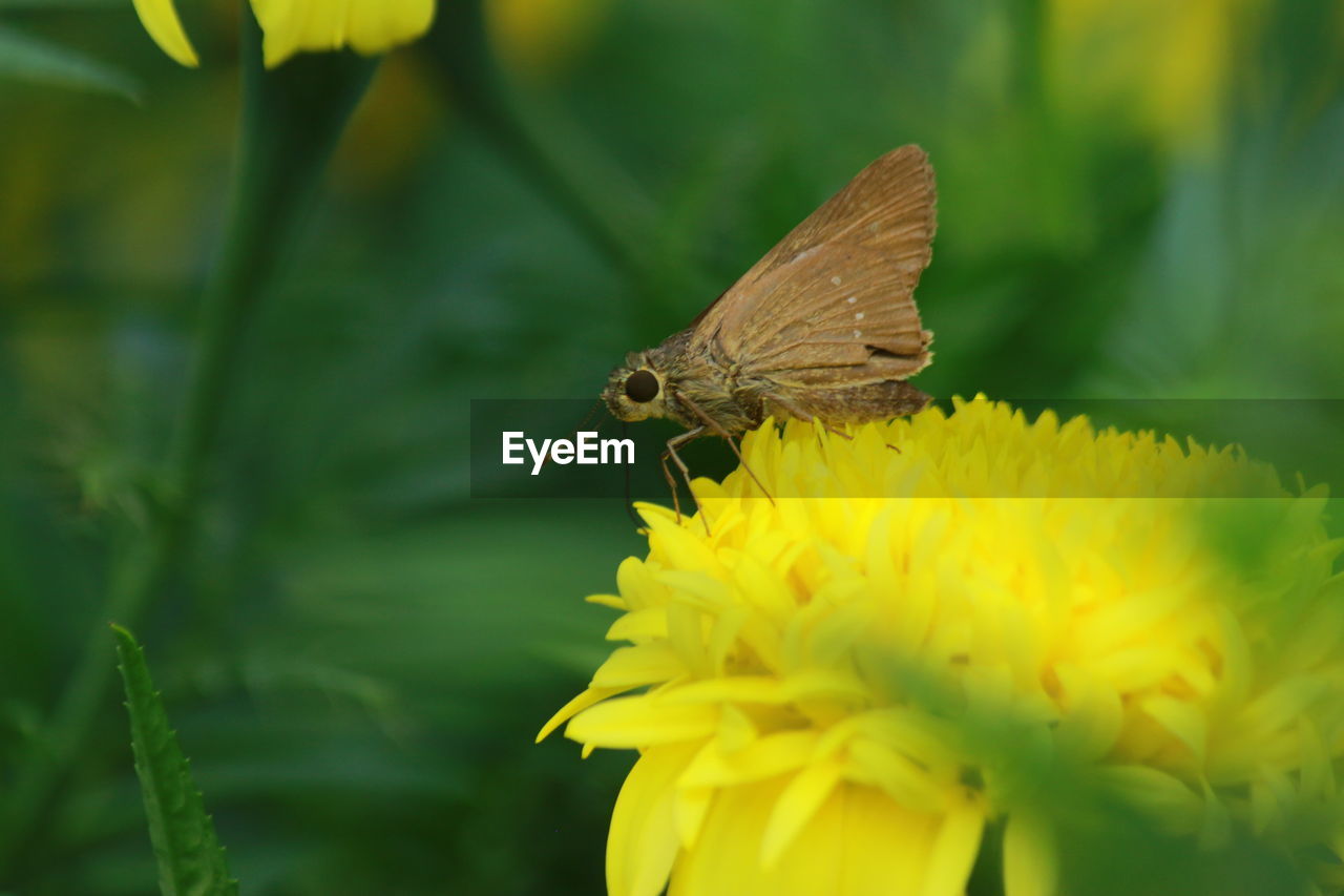 CLOSE-UP OF BUTTERFLY POLLINATING ON ORANGE FLOWER