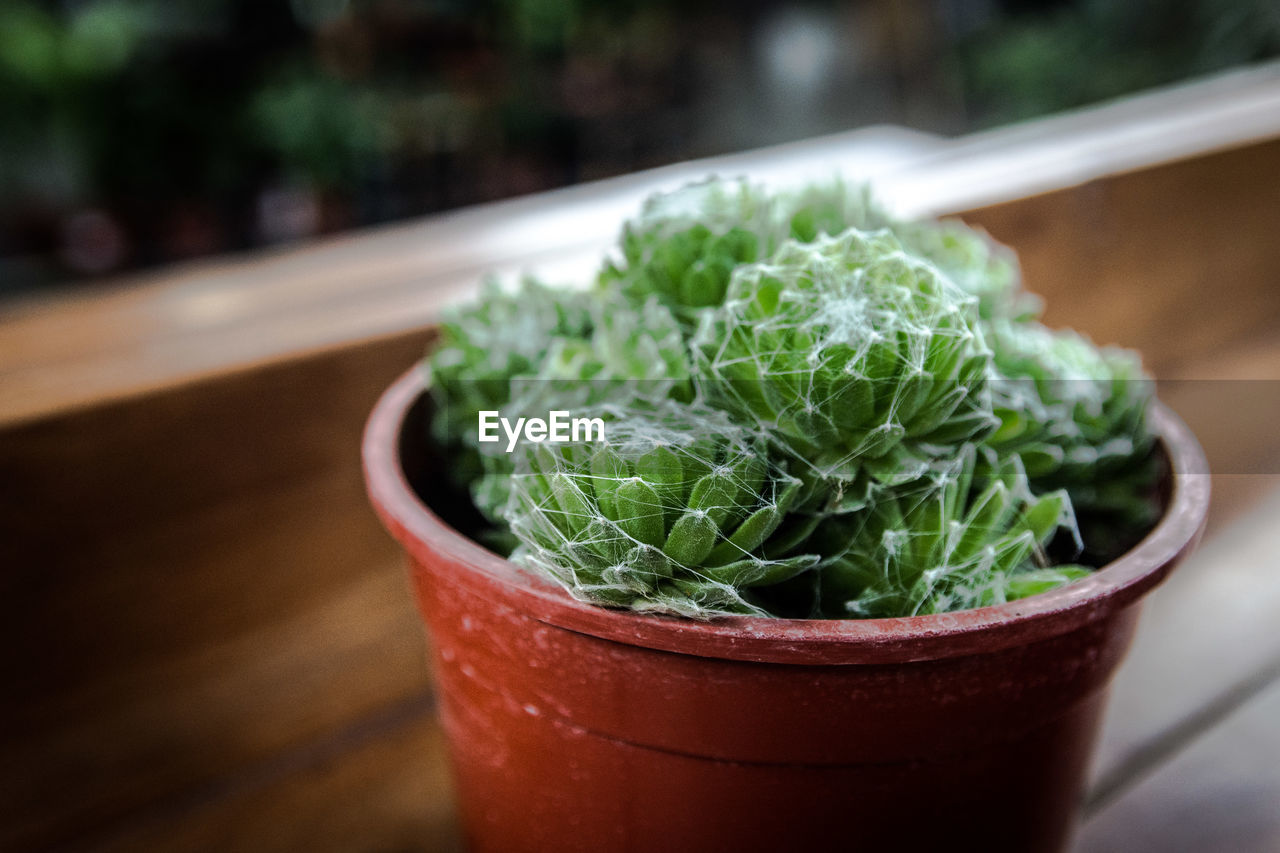 Close-up of potted plant on table