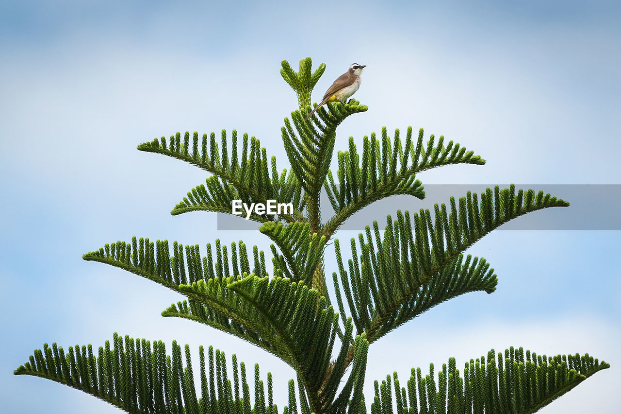 Close-up high section of plant against clear sky