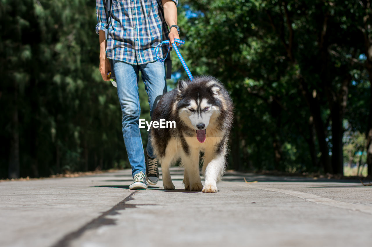 Low section of man with dog walking on street